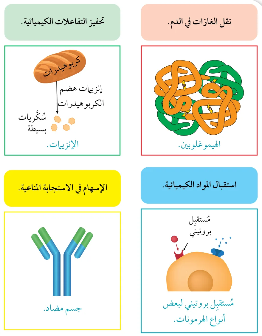 الشكل (7): بعض وظائف البروتينات
