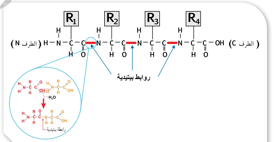 الشكل (10): التركيب الأولي للبروتين (سلسلة عديد الببتيد)