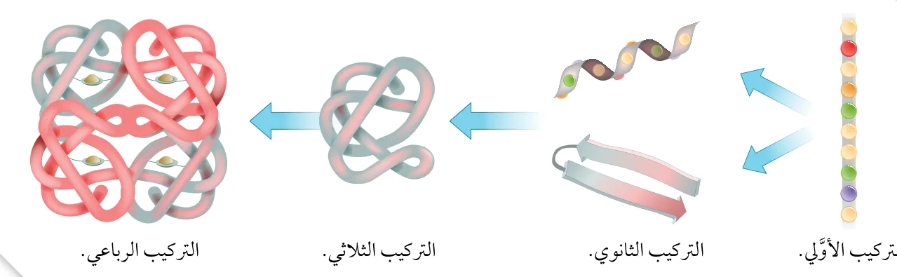 الشكل (9): مستويات تركيب البروتينات.