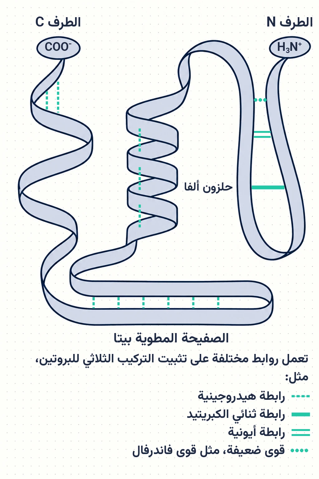 الشكل (12): التركيب الثلاثي للبروتين