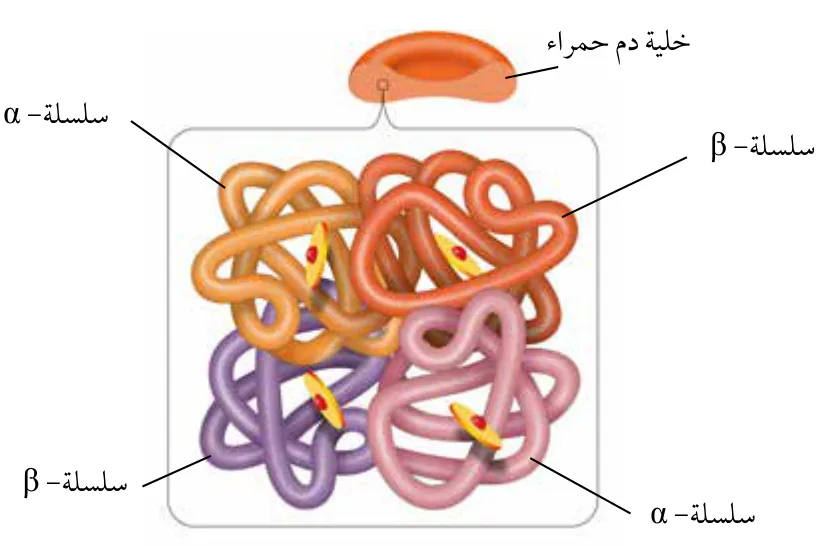 الشكل (13): التركيب الرباعي للهيموغلوبين