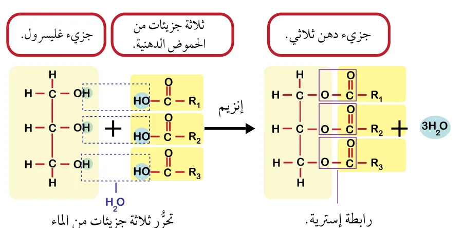 الشكل (16): تكوّن دهن ثلاثي. أوضّح السبب الذي يؤدّي إلى إنتاج ثلاثة جزيئات ماء عند تكوّن جزيء دهن ثلاثي.
