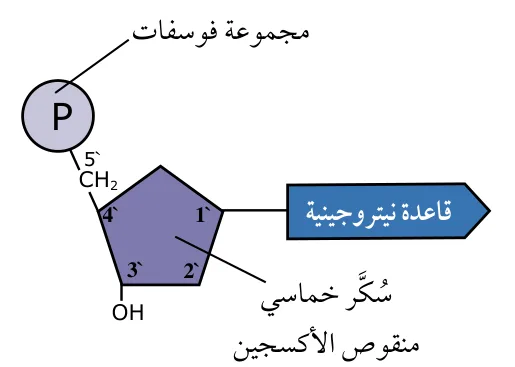 الشكل (19): تركيب نيوكليوتيد في جزيء DNA.
