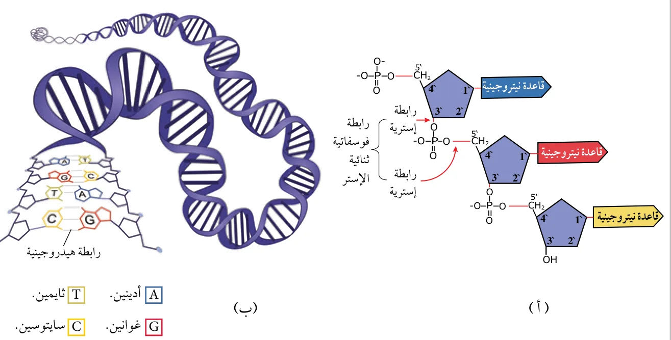 الشكل (21): جزيء DNA. (أ) يوضح تركيب النيوكليوتيدات والروابط الفوسفاتية ثنائية الإستر. (ب) يوضح التركيب الحلزوني المزدوج لـ DNA والروابط الهيدروجينية بين القواعد النيتروجينية.