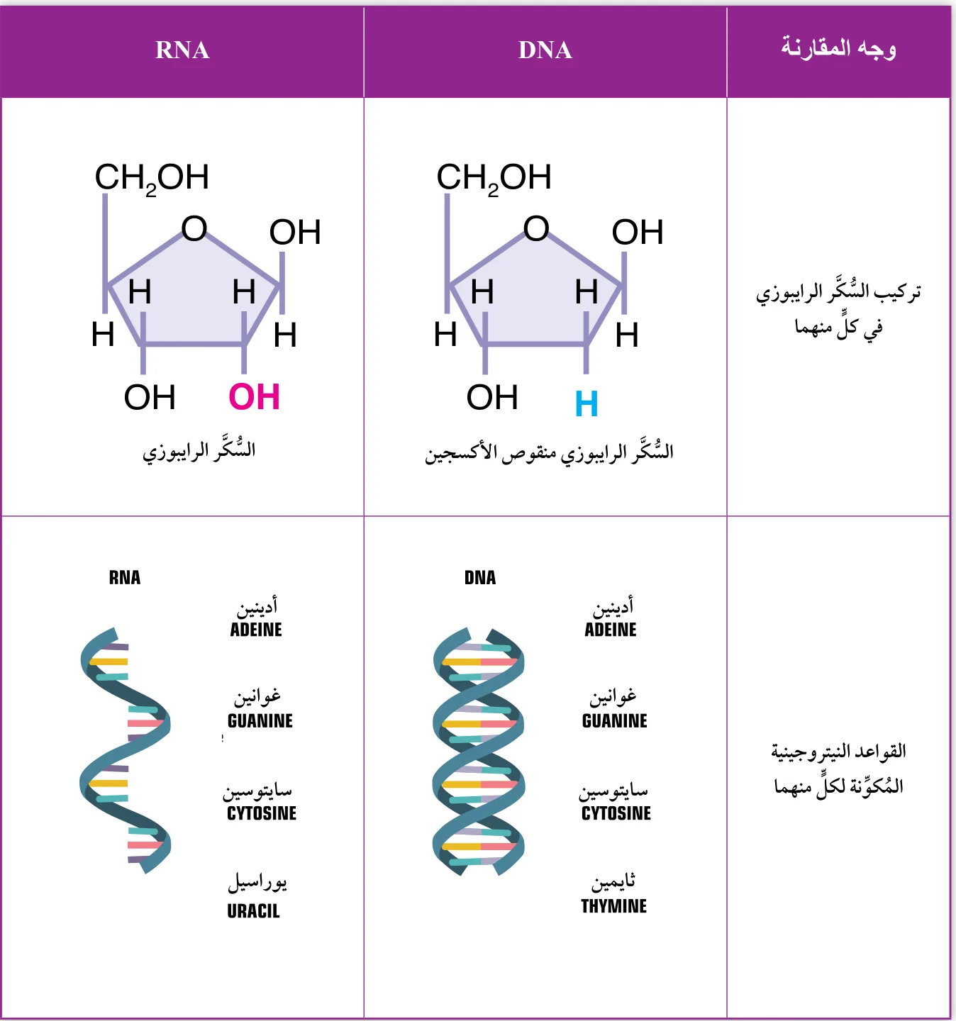 الجدول (3): مقارنة بين DNA و RNA.