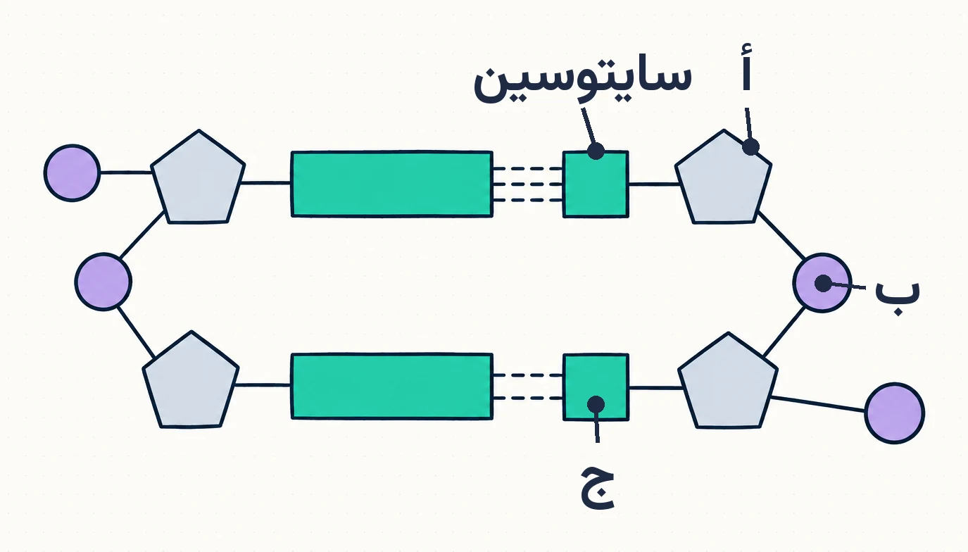 ✅ أتَحَقَّق: ما أنواع RNA؟