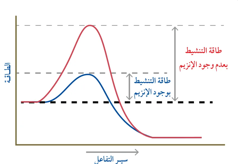 الشكل (24): تقليل طاقة التنشيط بوجود الإنزيم.