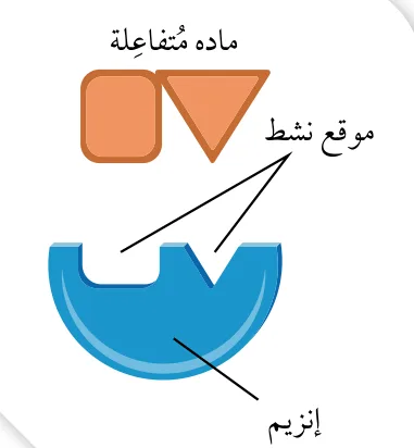 الشكل (25): الموقع النشط للإنزيم.