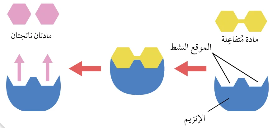 الشكل (27): ارتباط المادة المُتفاعلة بالموقع النشط للإنزيم بحسب فرضية القُفل والمفتاح.
