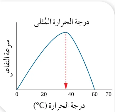 الشكل (29): أثر درجة الحرارة في سرعة تفاعل يُحفِّزه إنزيم.