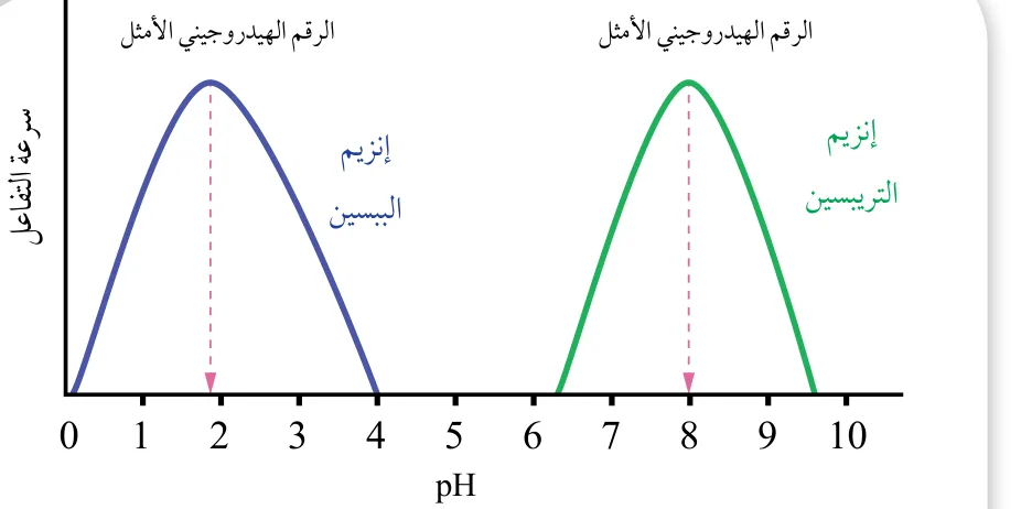 الشكل (30): أثر الرقم الهيدروجيني في سرعة تفاعلين يُحفِّز أحدهما إنزيم البيسين، ويُحفِّز الآخر إنزيم التريبسين.
