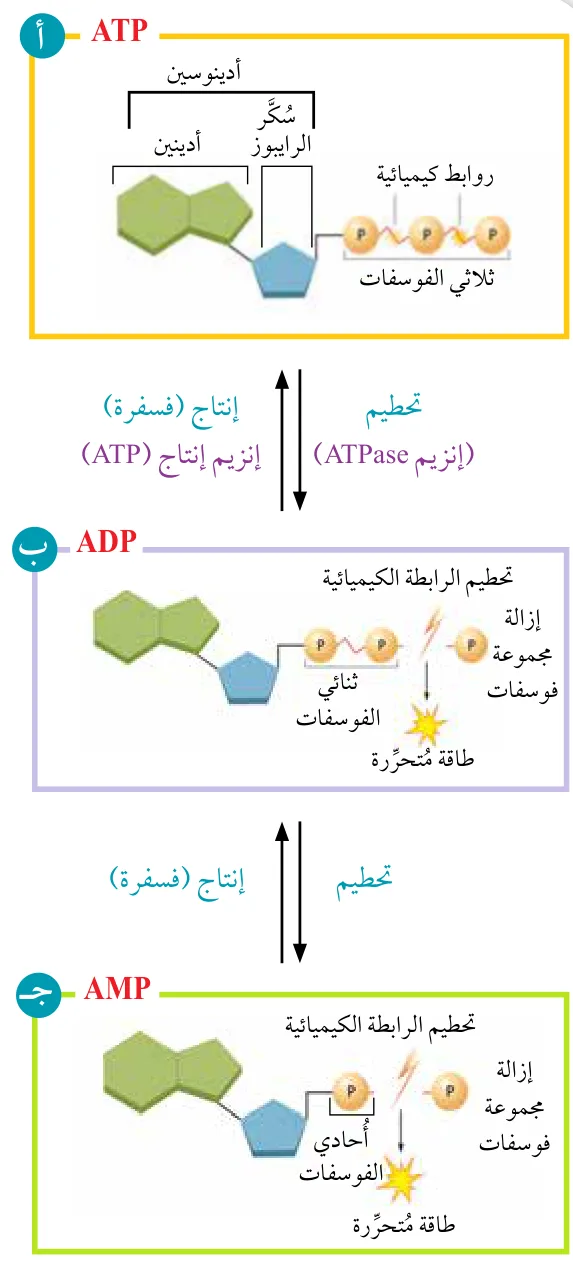 الشكل (33): جزيء حفظ الطاقة ATP.