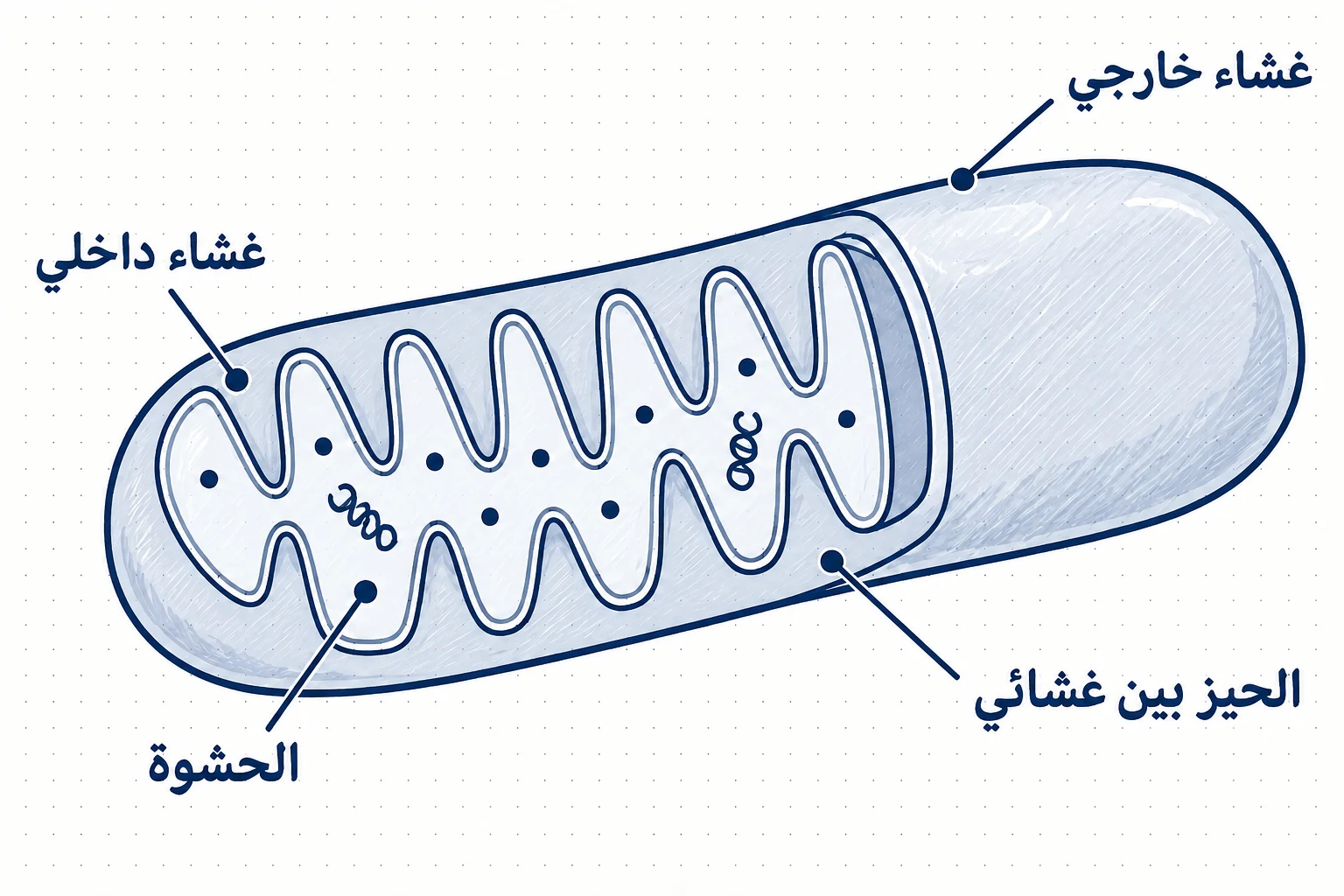 الشكل (35): تركيب الميتوكندريا.