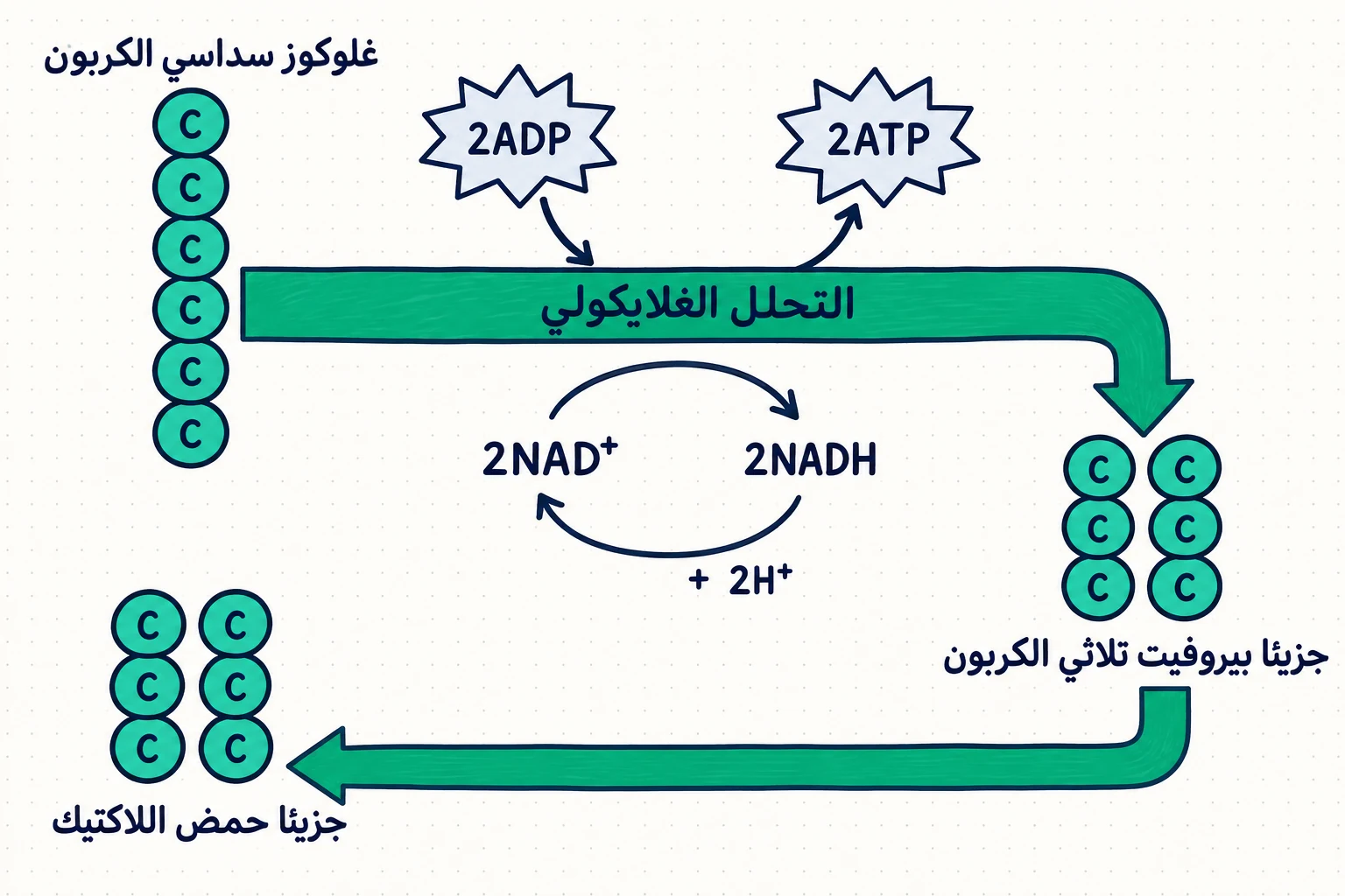 الشكل (40): تخمّر حمض اللاكتيك.