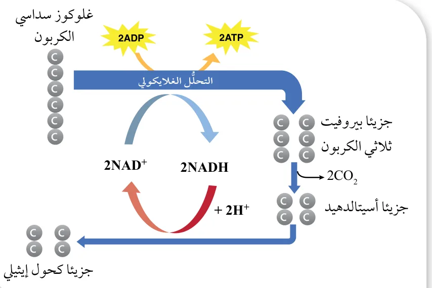 الشكل (42): التخمُّر الكحولي.