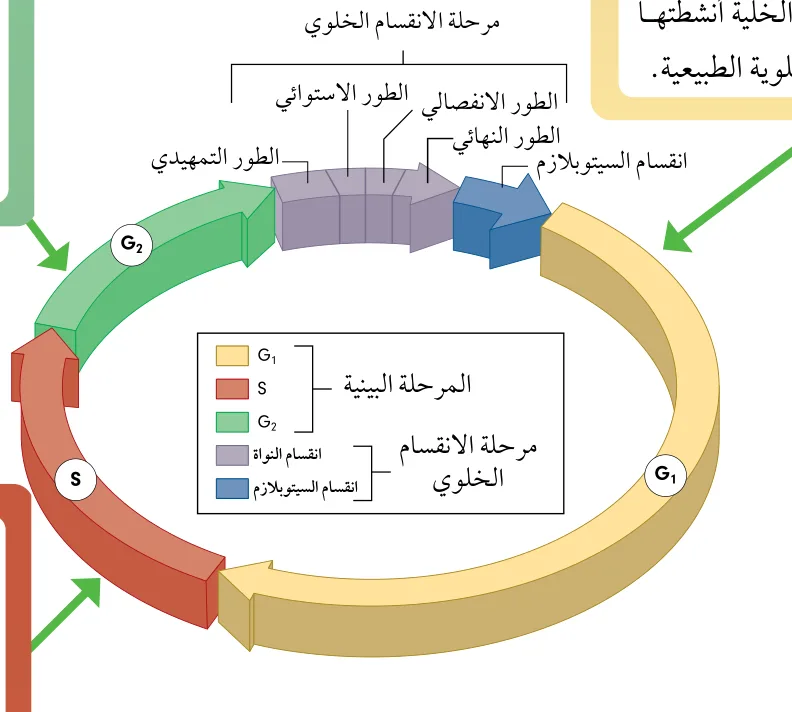 الشكل (2): مراحل دورة الخلية بما فيها المرحلة البينية. أتبّع أطوار المرحلة البينية، وأوضح ما يحدث في كلّ منها.