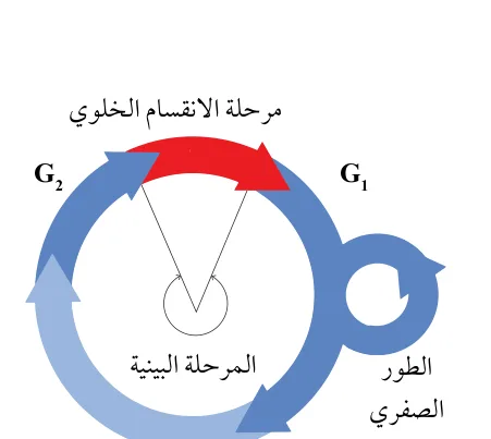 الشكل (4): خروج الخلية من دورة الخلية، ودخولها الطور الصفري.