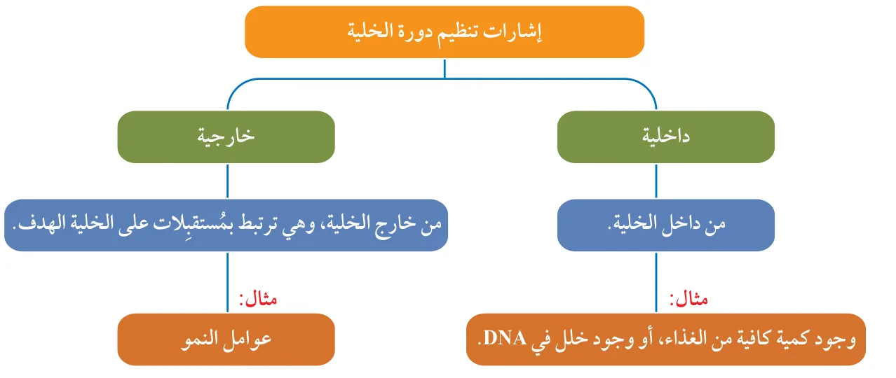 الشكل (5): إشارات تنظيم دورة الخلية.