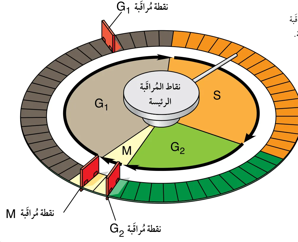 الشكل (6): نقاط المراقبة الرئيسة في دورة الخلية.