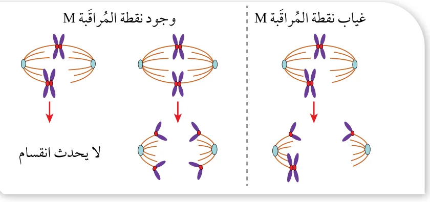 الشكل (7): الانقسام في حال ارتباط الكروماتيدات بالخيوط المغزلية، وفي حال عدم الارتباط بها.