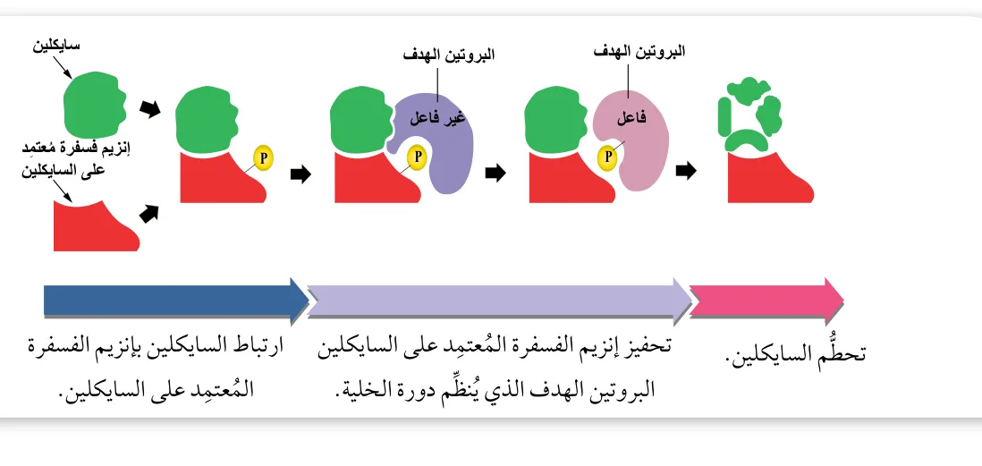 الشكل (8): آليّة عمل إنزيمات الفسفرة المُعتمدة على السايكلين.