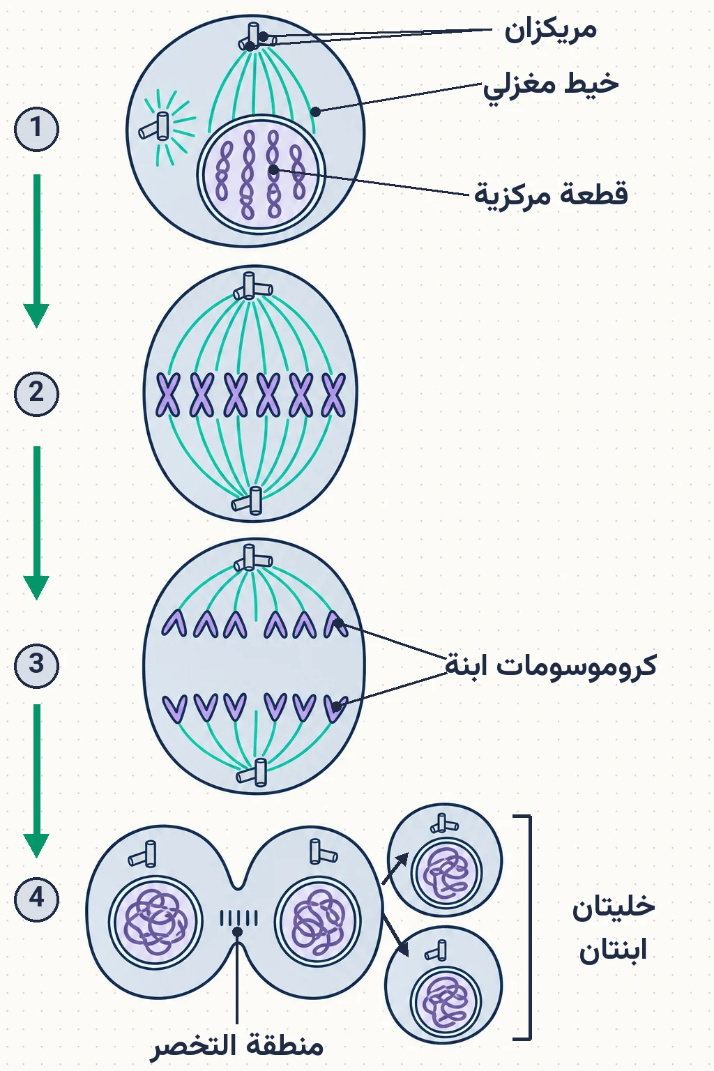 الشكل (10): أطوار الانقسام المتساوي، وسمات كل طور.
