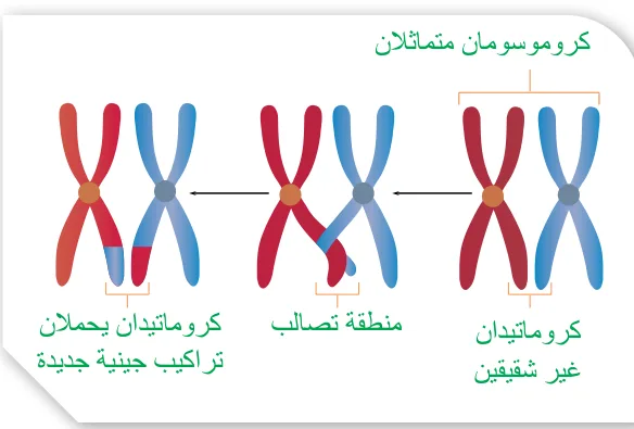 الشكل (16): عملية العبور.