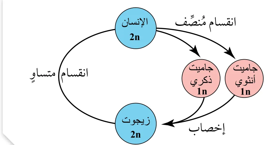 الشكل (18): أهمية الانقسام المُنصّف.