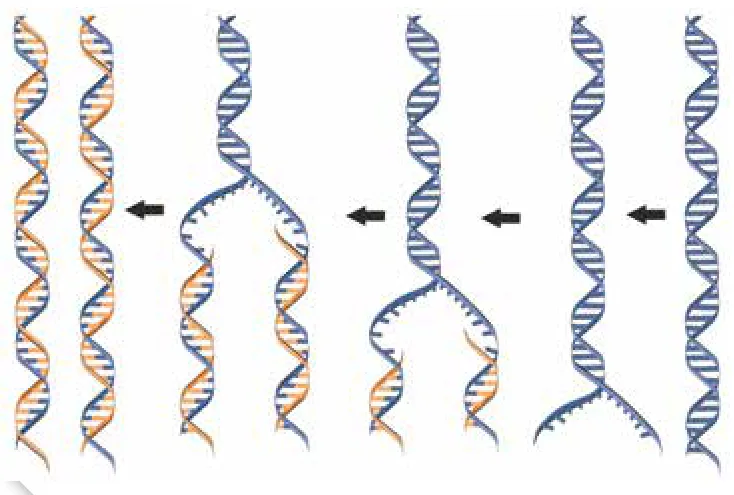 الشكل (19): تضاعف DNA