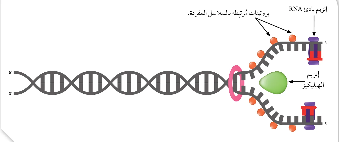 الشكل (20): عمل إنزيم الهيليكيز والبروتينات المُرتبطة بالسلاسل المفردة