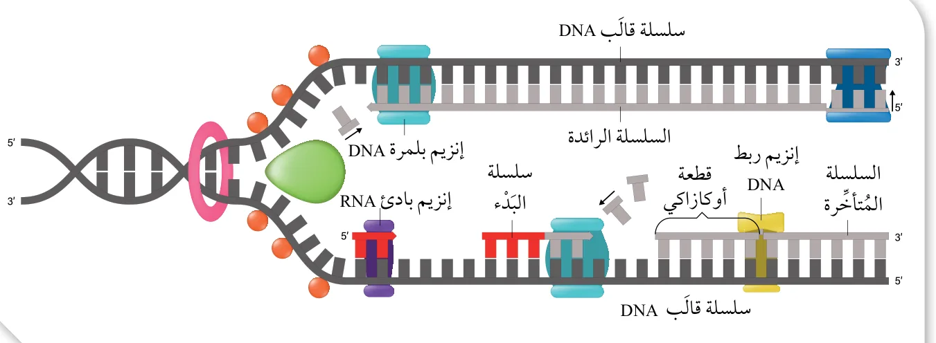الشكل (21): بناء السلسلة الرائدة، والسلسلة المتأخرة.