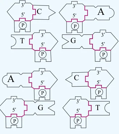 نماذج النيوكليوتيدات في نشاط محاكاة تضاعف DNA.