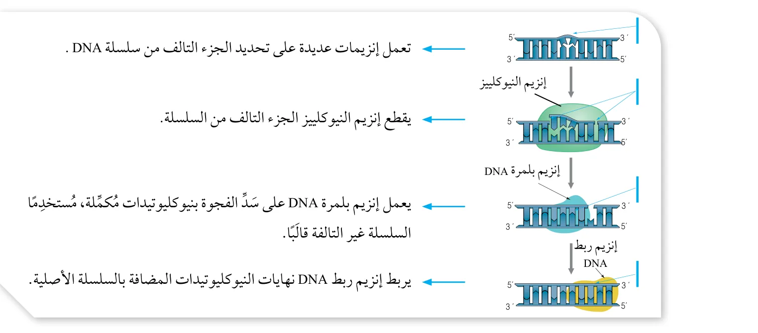 الشكل (22): تصحيح استئصال النيوكليوتيد.