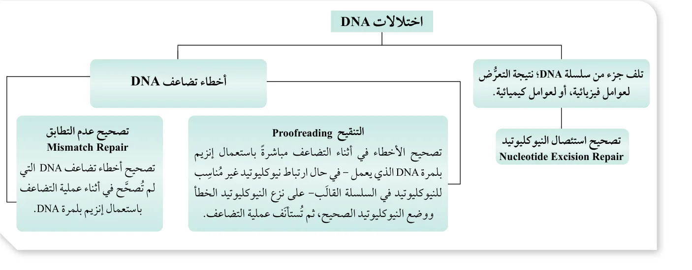 الشكل (23): اختلالات DNA، وآليات تصحيحها.