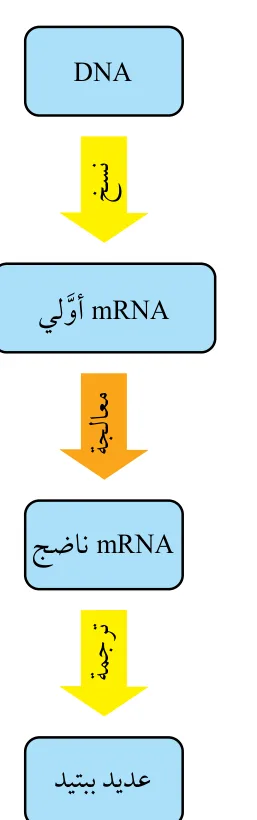 الشكل (24): مراحل تصنيع البروتينات.