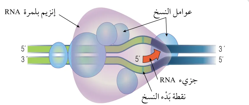 الشكل (26): بدء عملية النسخ.