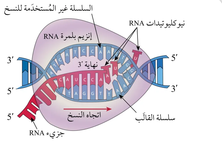 الشكل (27): استطالة RNA.