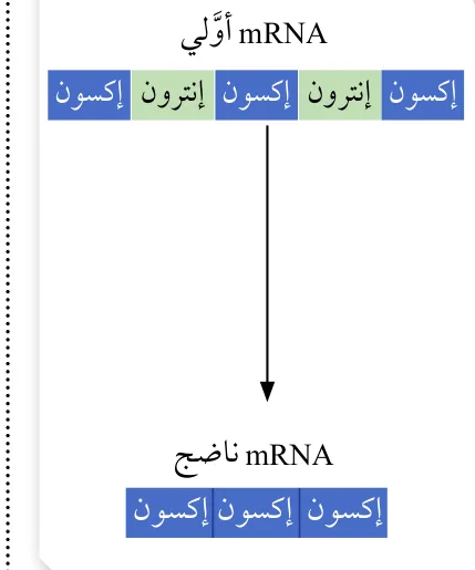 الشكل (28): معالجة mRNA الأوّلي.