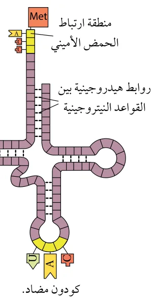 الشكل (30): تركيب tRNA.