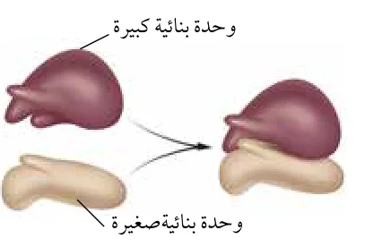 الشكل (31): تركيب الرايبوسوم.