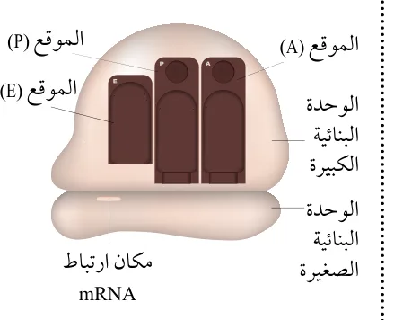 الشكل (32): مواقع ارتباط جزيئات tRNA في الرايبوسوم.