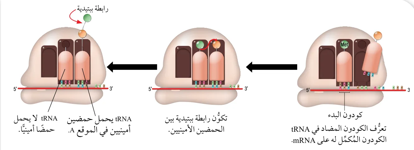 الشكل (34/أ): بدء مرحلة الاستطالة.