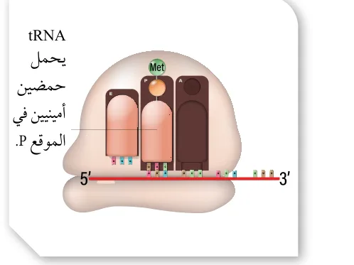 الشكل (34/ب): بدء مرحلة الاستطالة.