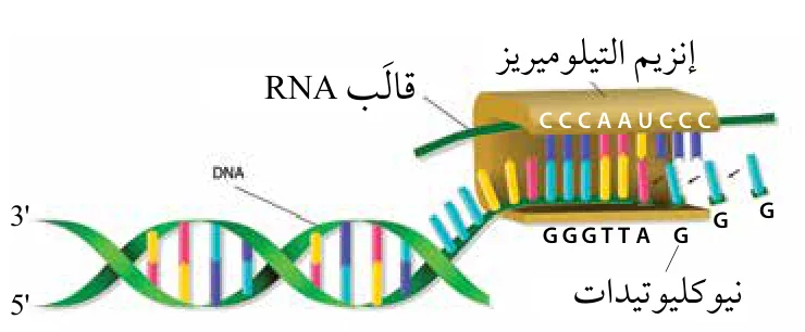 عمل إنزيم التيلوميريز.