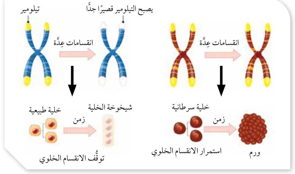 التيلوميرات في الخلايا الطبيعية والخلايا السرطانية.