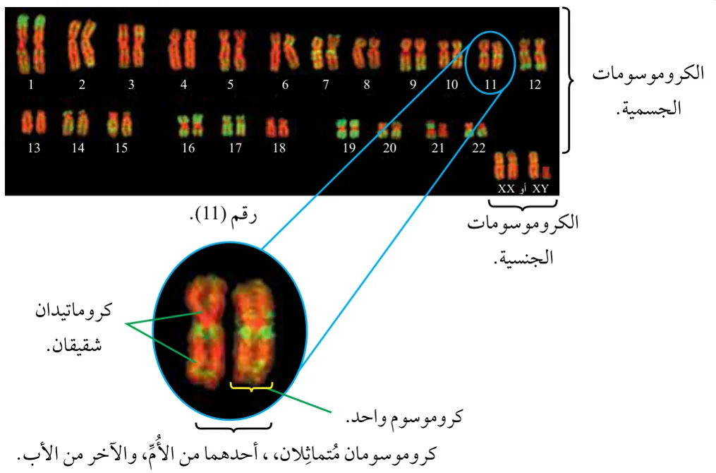 الشكل (1): مُخطَّط كروموسومي للكروموسومات في خلية ثنائية المجموعة في الإنسان.