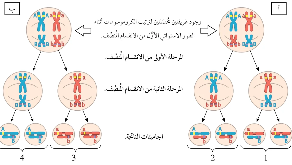 الشكل (2): الترتيب العشوائي للكروموسومات أثناء تكوين الجاميتات في خلية تحوي 4 كروموسومات لفرد طرازه الجيني AaBb.