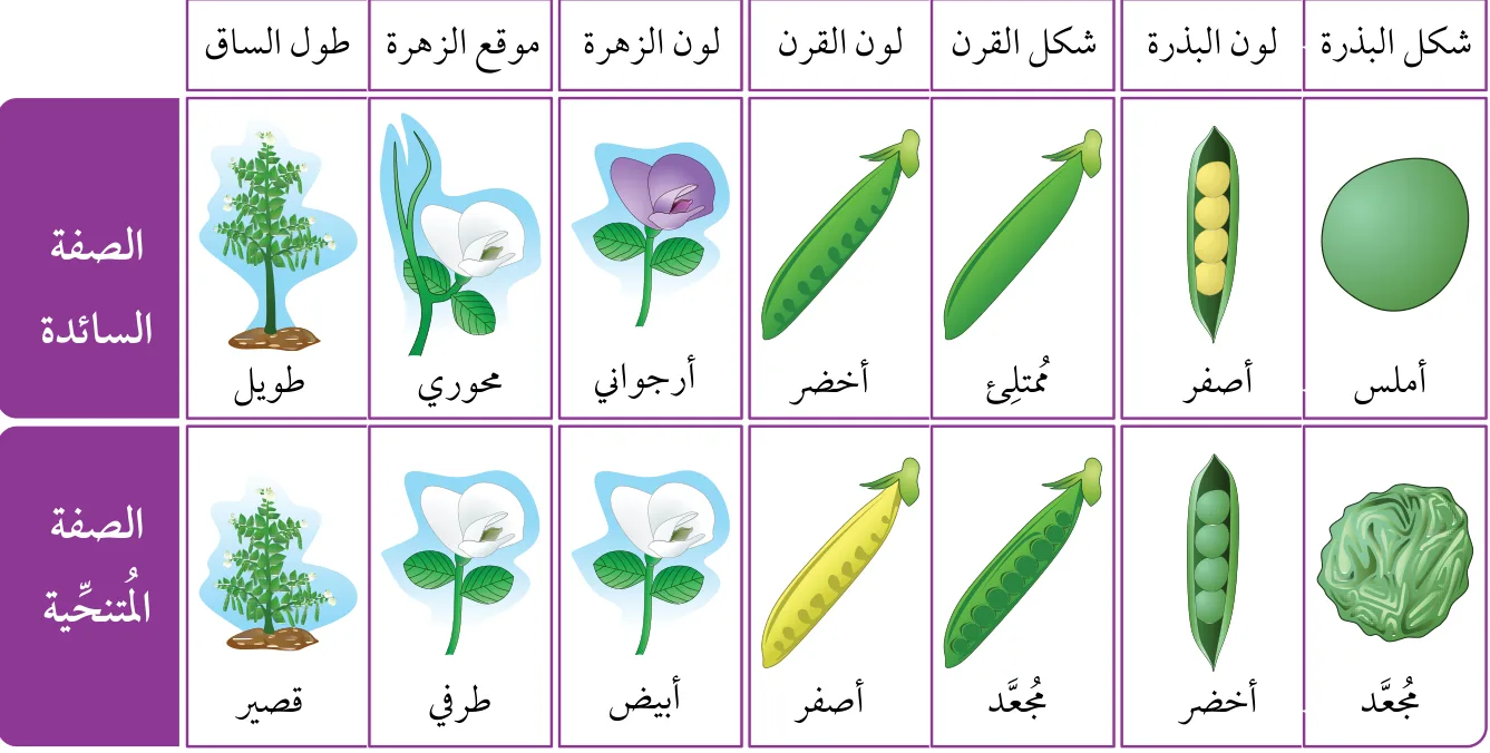 الشكل (5): الصفات الوراثية التي درسها مندل في نبات البازيلاء. أحدِّد الصفة السائدة لكلٍّ من موقع الزهرة، وشكل البذرة.