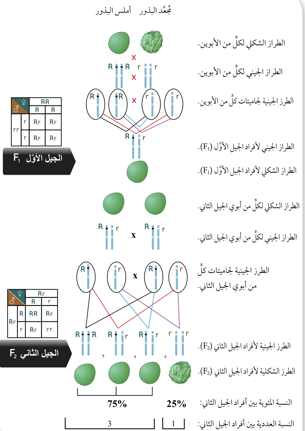الشكل (6): وراثة صفة شكل البذور في نبات البازيلاء. أحسُب النسبة المئوية لظهور صفة البذور المُجعَّدة بين أفراد كلٍّ من الجيل الأوَّل، والجيل الثاني.