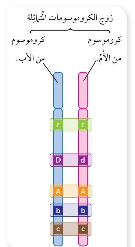 الشكل (7): كروموسومان مُتماثلان. أُدُوّن الطرز الجينية مُتماثلة الأليلات، وغير مُتماثلة الأليلات.